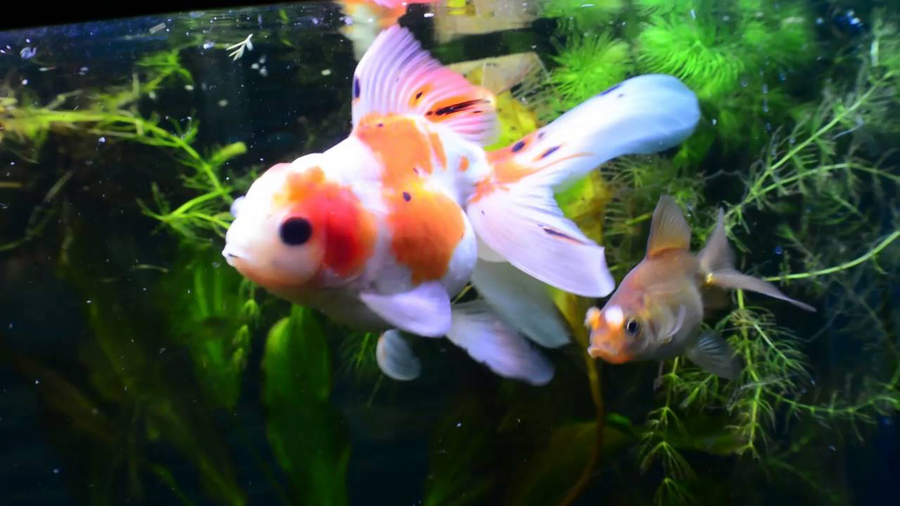 Hermitcrab New HUGE BEAUTIFUL Goldfish!