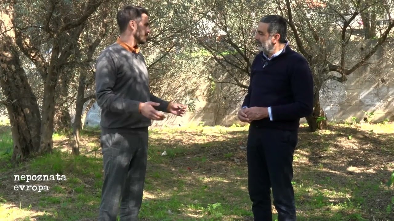 Maslina stara 23 veka nalazi se u Baru, a gde je maslinarstvo danas? #nepoznataervopa