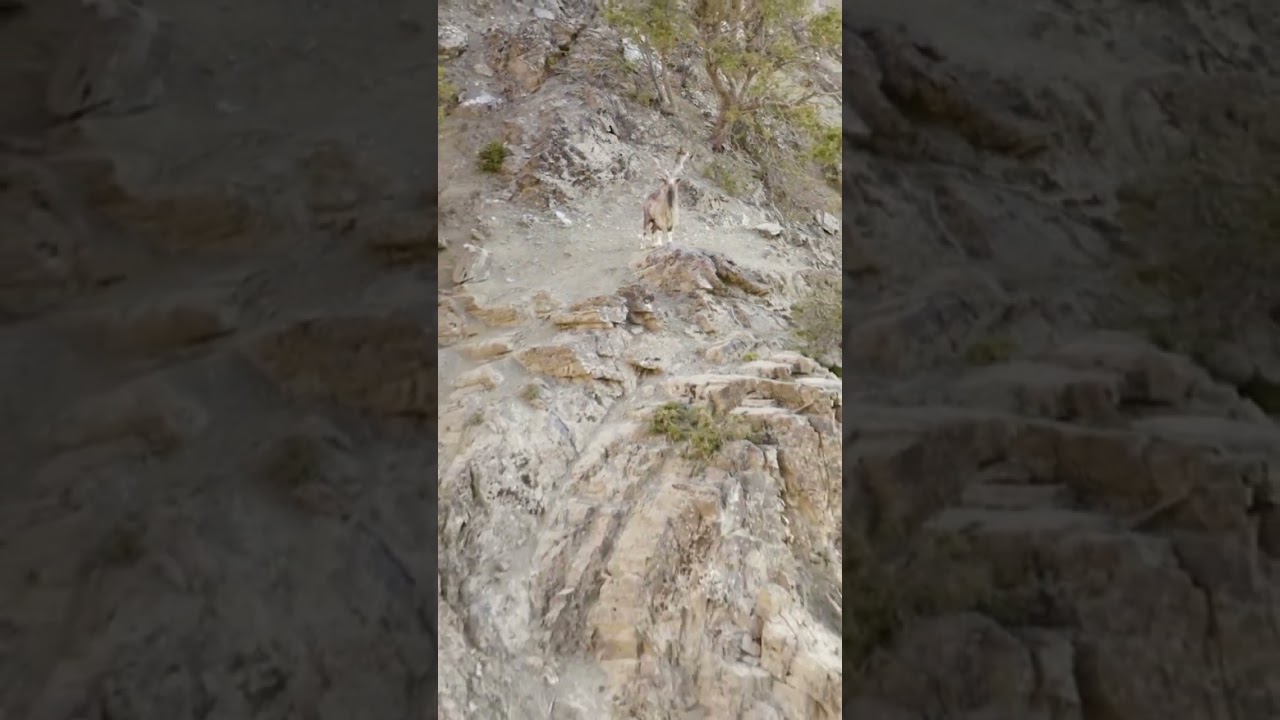 National animal of Pakistan 