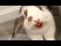 Man falls in love with bunny born by mistake