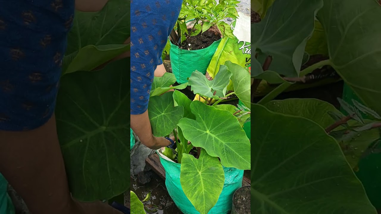 harvesting taro leaves. 