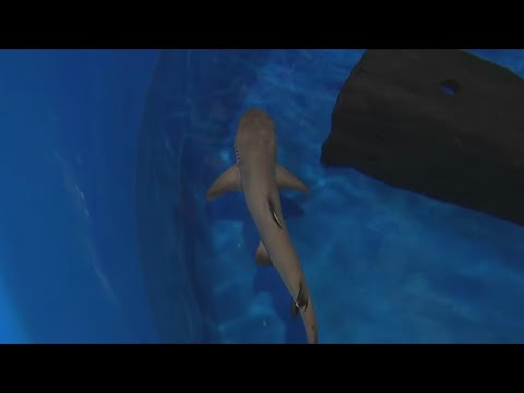 Video: Odysea Aquarium Scottsdale: Cov Lus Qhia, Daim pib, Qhov chaw