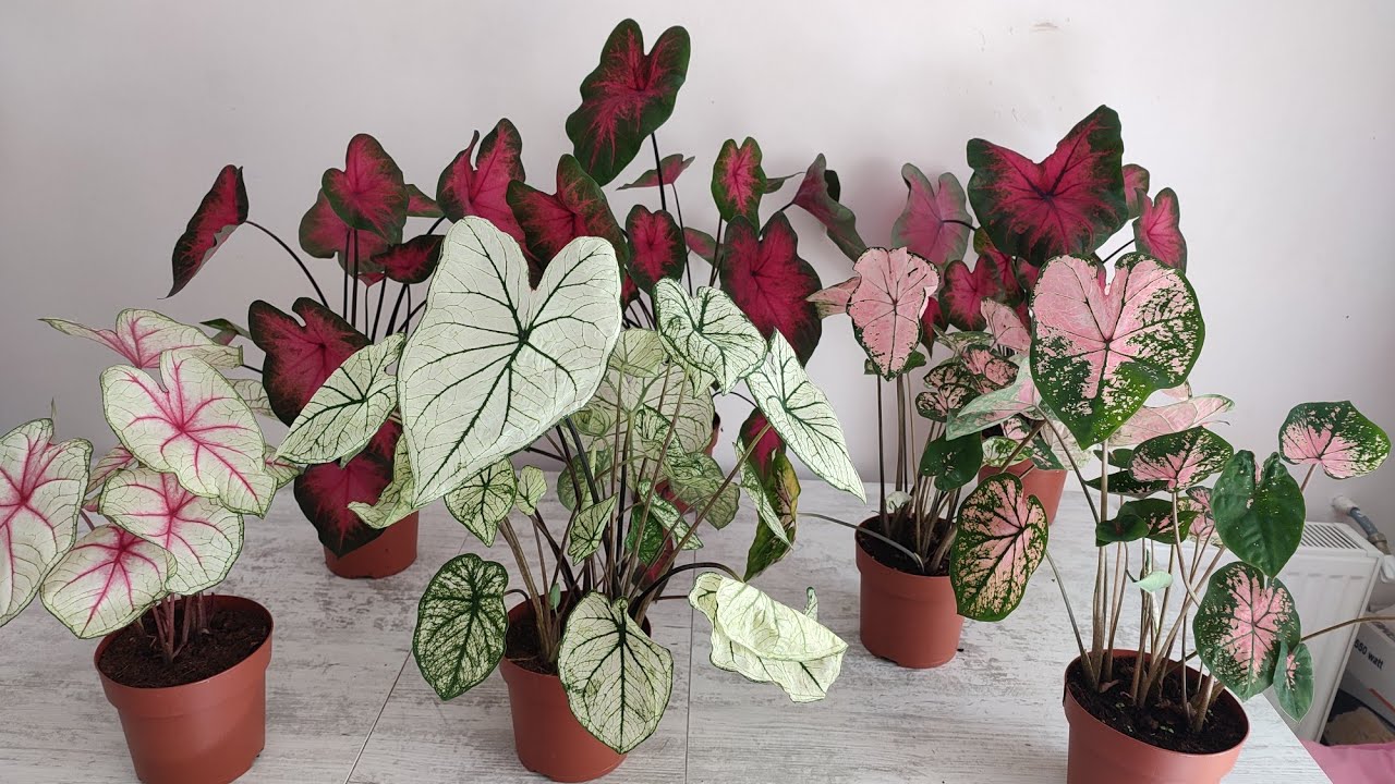 Caladium ( Kaladyum) Çiçeği Bakımı
