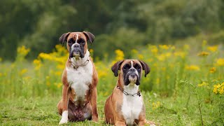 The Popularity of Boxer Dog Shows and Competitions in the World of Canine Sports