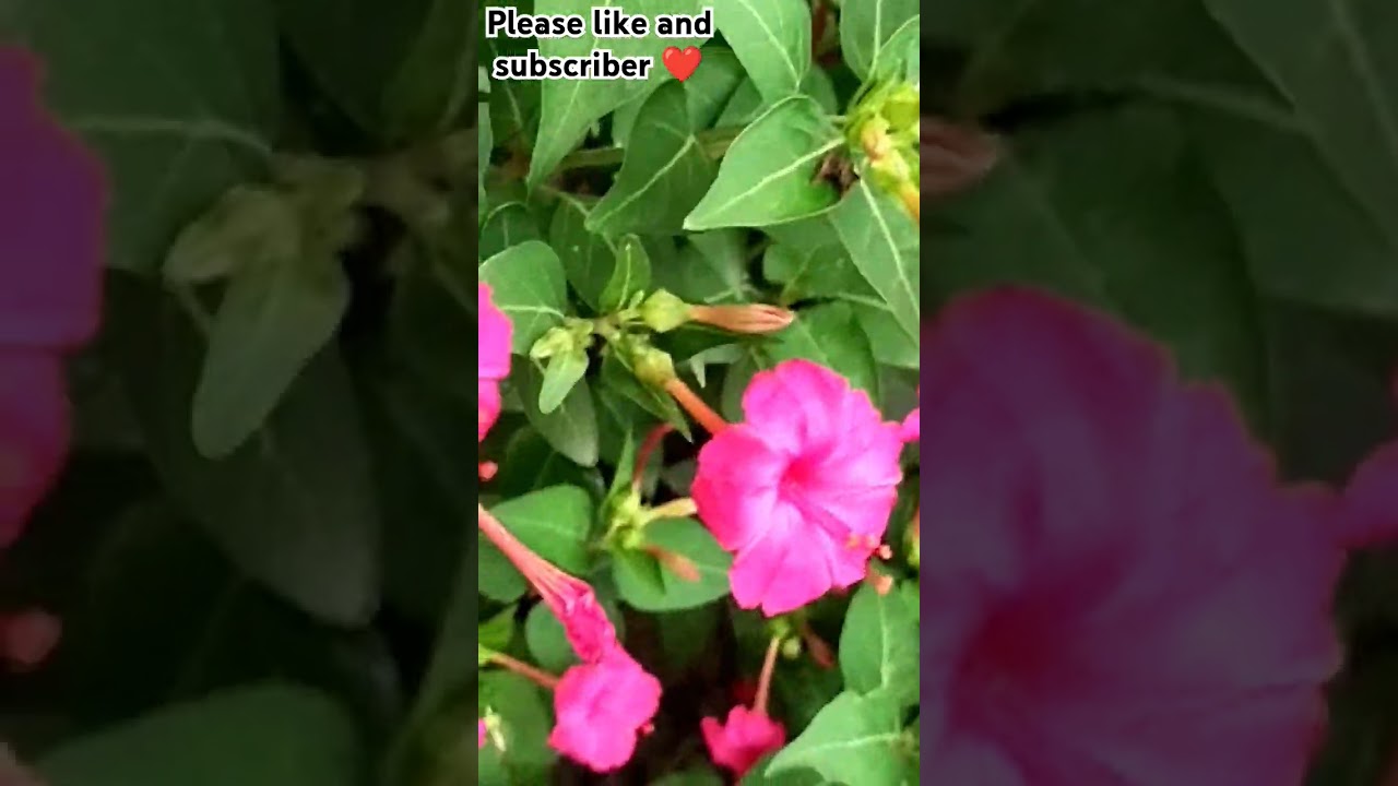 Magenta flower 💗🌺