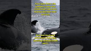 Orca vs Great White — the truth behind their territory war