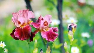 Футаж — Красивые Ирисы цветут. Красивые цветы. Футажи (footage) красивая природа [FullHD]