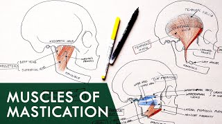Muscles of Mastication | Anatomy Tutorial