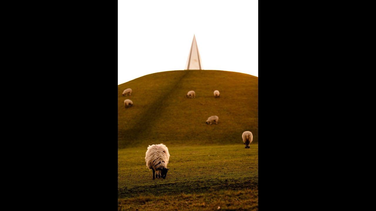 Funny Street Photography in Milton Keynes - Sheep & Nature  Photos 