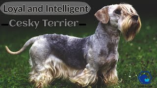 Cesky Terriers - Cesky Terrier Dog Breed. All Characteristics And Facts About Cesky Terrier by Learning Pets 880 views 2 years ago 2 minutes, 52 seconds