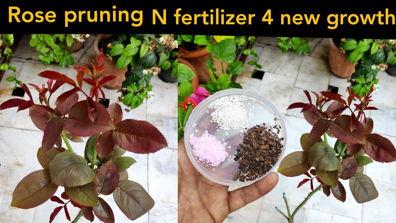 Rose plant care fertilizer, Best rose growing tips n fertilizer, rose