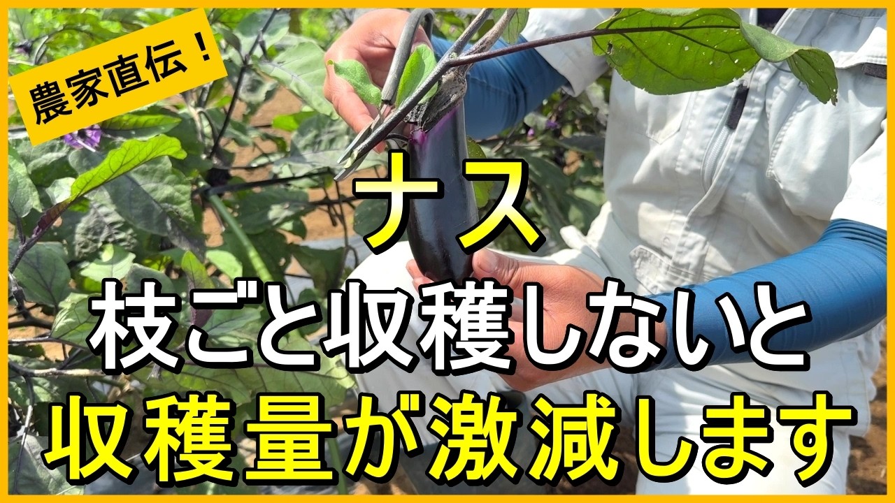 【ナス栽培】なり疲れを防ぐ切り戻し剪定などについて詳しく解説【有機農家直伝！無農薬で育てる家庭菜園】　26/7/2
