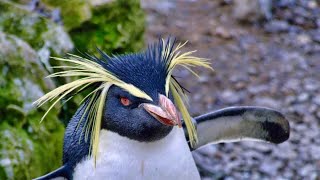 Meet the Rockhopper Penguin! The Coolest Penguin with Crazy Hair!..