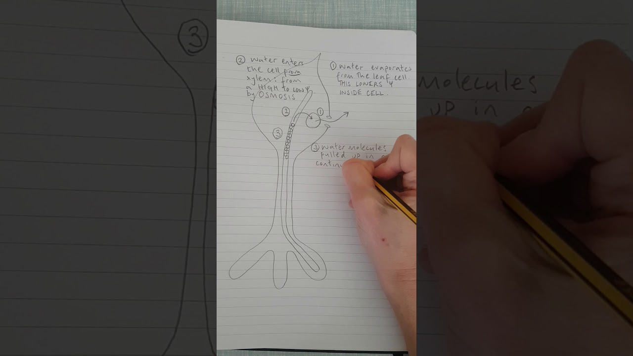 Cohesion tension theory of transporting water through xylem