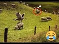 Angry Sheep Chasing People And Animals - Funny Sheep And Ram Attack Videos 2021