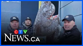 Record-Breaking 244-Pound Atlantic Halibut Hauled Out Of The Water In Saguenay, Que.