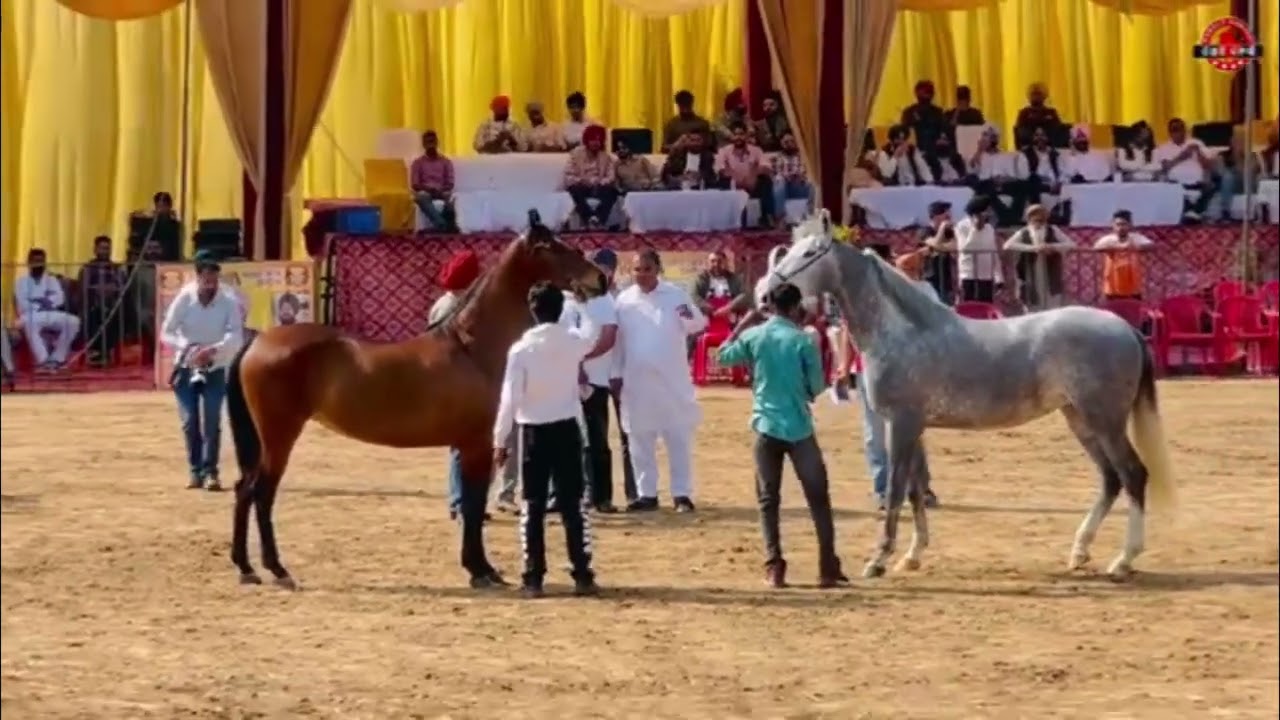 Horse_Show_Jagraon#viral #trending #horselove #viral #ytshorts 