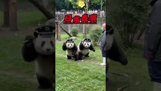Huahua and He Ye Become Panda Security Guards! 🐼🚔😂