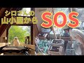 元山の保護猫シロを救った山小屋が‥大勢の命を救う新たな大役を❗️