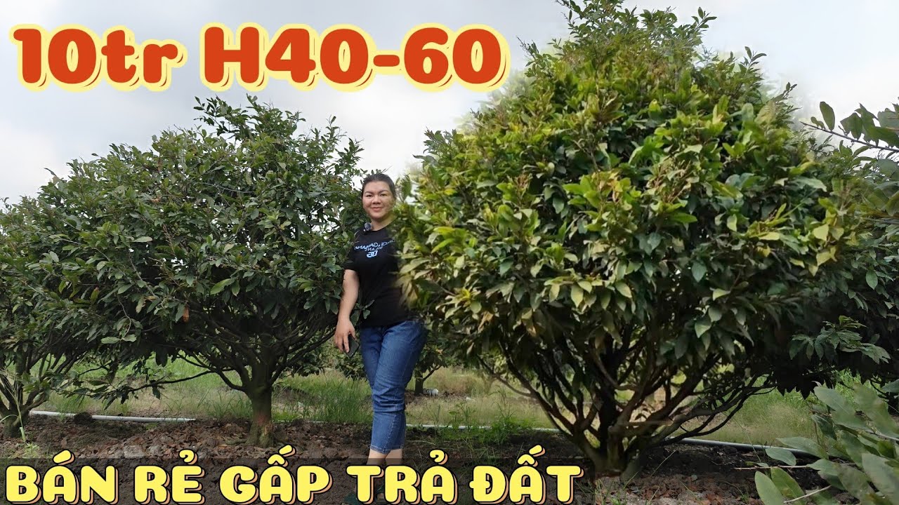 Thu hồi đất bán rẻ 200 cây tiếc quá 0868575768 anh Ba bao bông H40-60 vườn mai vàng Bình Lợi Bonsai