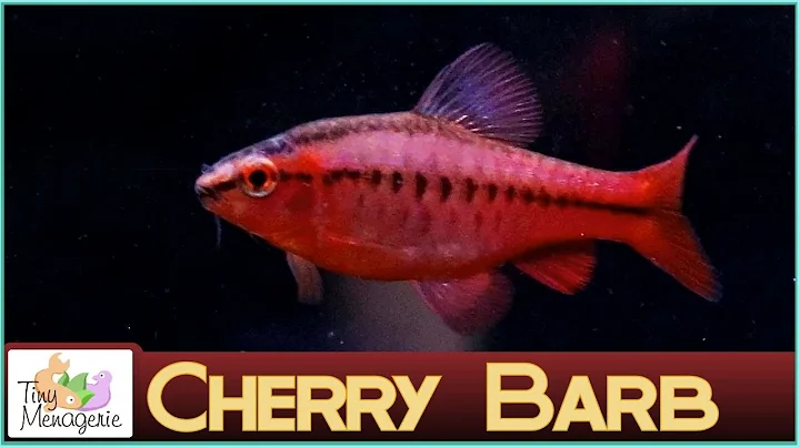 All About Cherry Barbs: A Beautiful Characterful Fish for Smaller Tanks