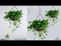 Make Your Home Rich with THESE Money Plant Hanging Decoration Ideas! Money Plant Ideas//GREEN PLANTS