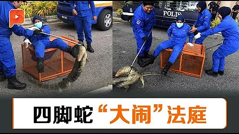 30公斤四脚蛇误闯法庭  劳师动众“擒拿” - 天天要闻