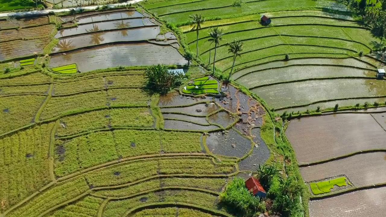 Theme Rice Farm The rice farm - YouTube