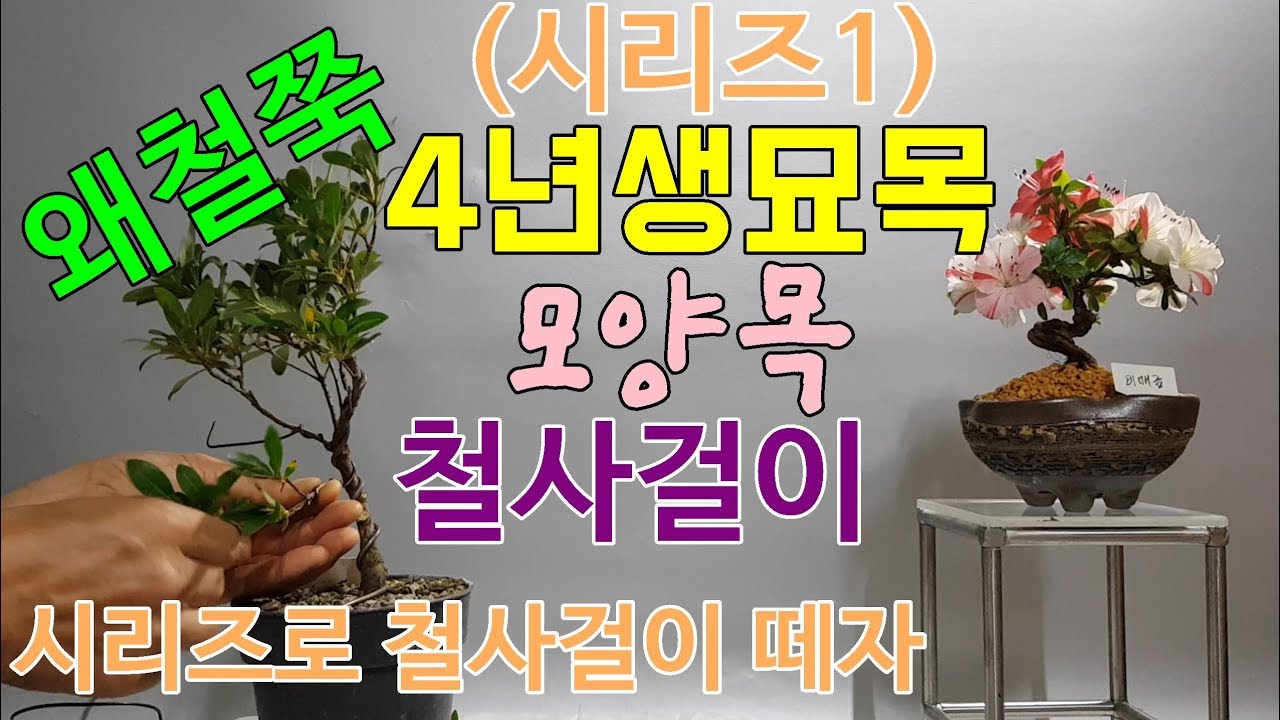 4년생분재소재 모양목 철사걸이 시리즈로 떼자