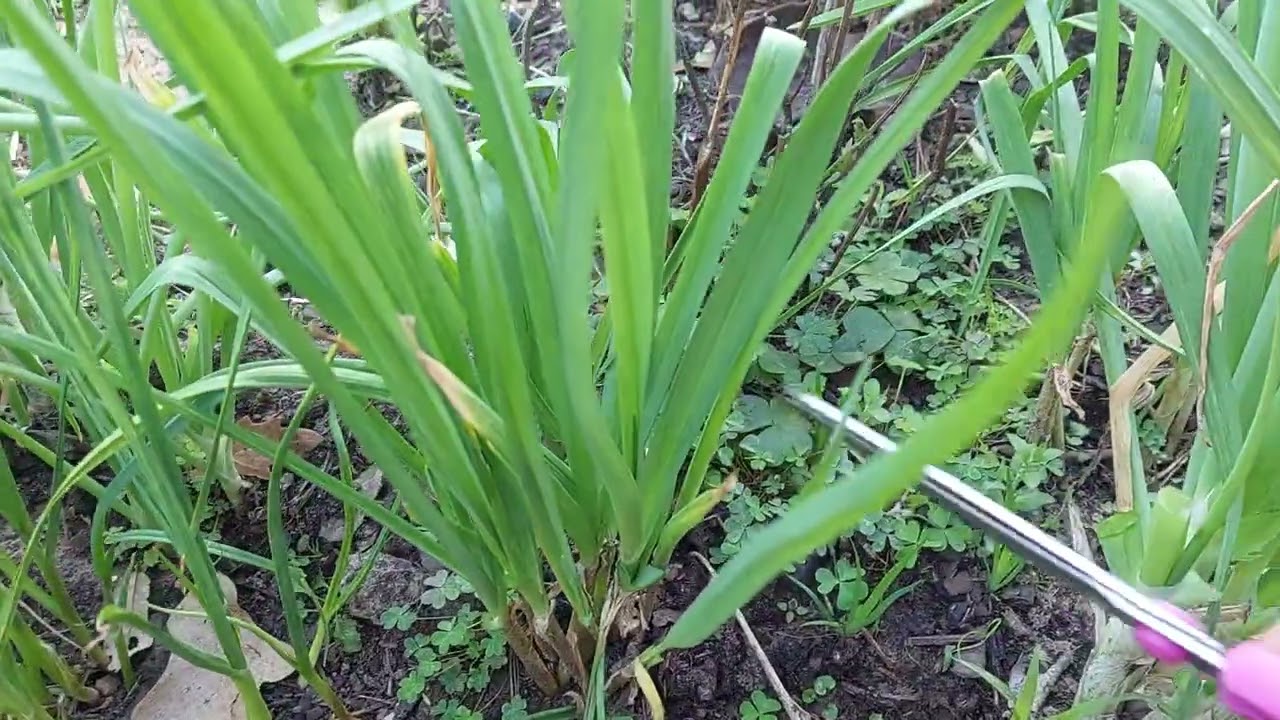 January/11/2026 , green garlic 😋 with cheese 🧀 so yamy,  ثوم أخضر  