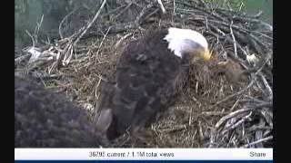 Mar 31 1048am Dad in with huge wad of grass; out 1051.wmv