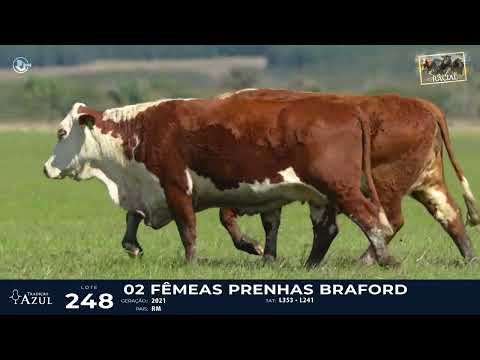 LOTE 248   TAT L241, L353 F Braford