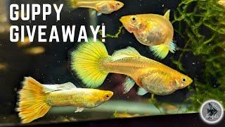 I'M GIVING YOU FREE GUPPIES! (YOU COULD WIN THESE FISH!) by Sydney's Angels and Bennett's Rainbows 1,464 views 1 year ago 1 minute, 47 seconds