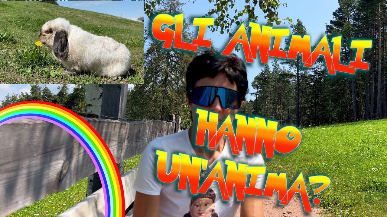 GLI ANIMALI hanno un'anima? ️ - YouTube