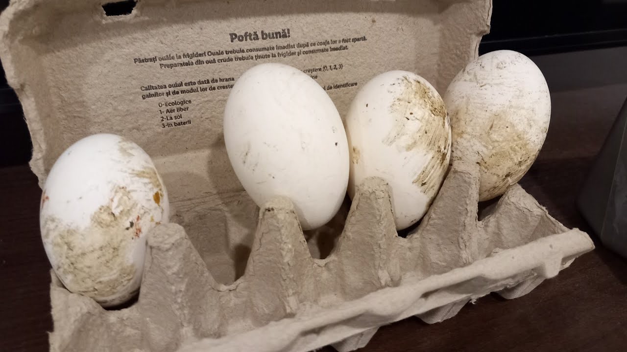Au inceput Gastele Ouatul  Cate Oua avem pna acum?