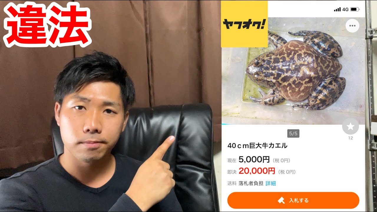 あっちゃん他の方ご購入不可 The pitfalls of Yahoo! Auctions! Creatures that are illegal to buy