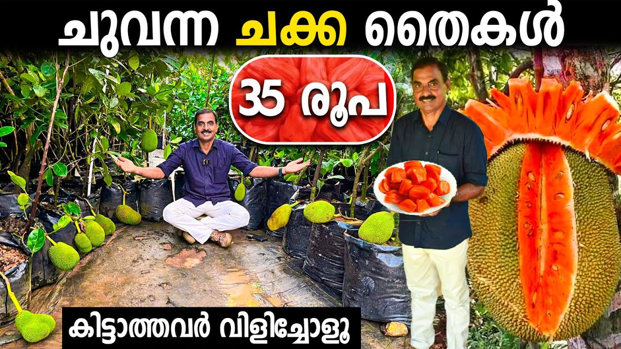 ചുവന്ന ചക്ക തൈകൾ 35 രൂപ | 5 ലക്ഷം തൈകൾ 35 രൂപയ്ക്ക് | ആരും തരാത്ത വിലയിൽ | കിട്ടാത്തവര്‍ വിളിച്ചോളൂ