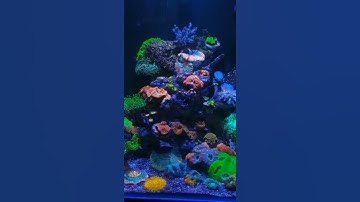 Reef Aquarium | Aquarius | Bể cá biển siêu đẹp