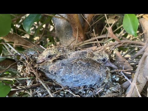 عش الحمام البري  thumbnail