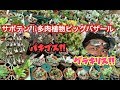 サボテン.多肉植物ビッグバザールに出展してきました。目指せ1000万円！！果たしてマグナム長尾さんは多肉植物界のスーパースターになれるのか？？おやすみ  チュッ