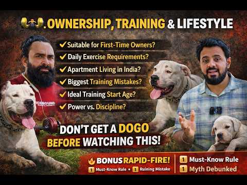 Dogo Argentino Ownership, Training & Lifestyle | Everything You Must Know Before Gettin| #LetsTalkK9