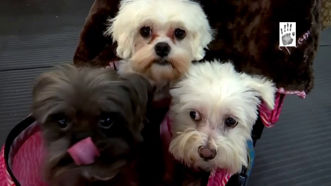 DOG SPA (New York City's Hotel Pennsylvania) YouTube