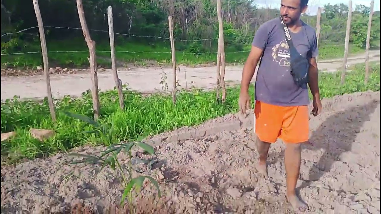 Plantando as Palmeiras Imperial no nosso sítio @JoaoPauloVidanointerior