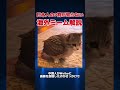 【知ってたらいいね👍】Meowlについて解説！#海外ミーム #meowl #youtubeshorts #ロブロックス