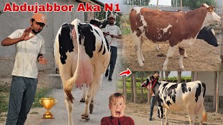 Voy Doddd Abdujabbor Aka Kutganlar Uchan Kuchli Sifatli Sigirlar Keldi 