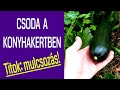 Cukkini csoda - a veteményeskert áldása | mulcsozás a kertben