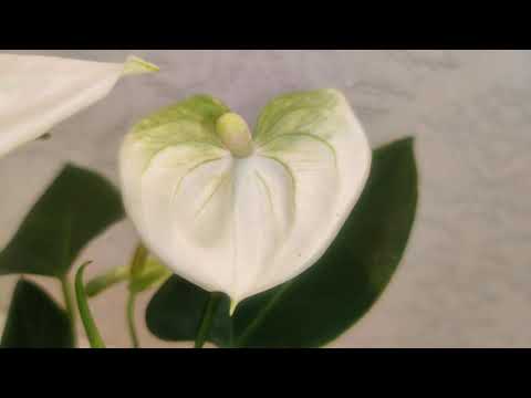 Video: Anthurium. Briga O Biljkama