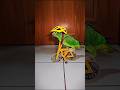 Things Parrots Won’t Tell You! 😳