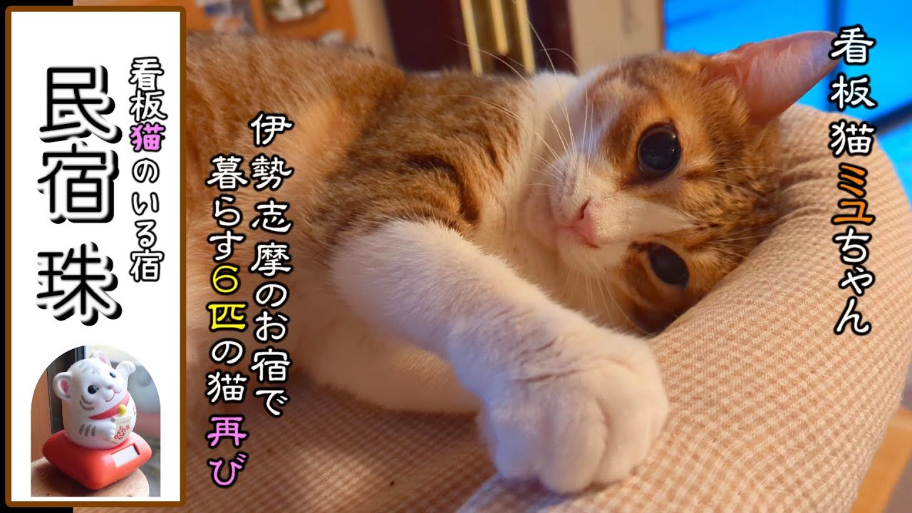 【看板猫たちがいる宿】大阪から３時間 猫たちが暮らすお宿 民宿 珠(たま) 再び猫天国に癒されにやってきた 伊勢志摩 三重 猫まみれ