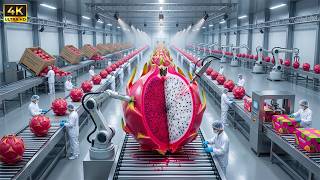 Inside a Tropical Fruit Factory: The Complete Dragon Fruit Production Process (Full Process)